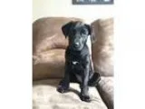 Trusty - Male Basset HoundLabrador Retriever Mix