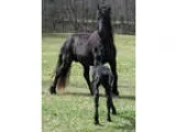 Tall Modern Breathtaking PURE Dutch Friesian
