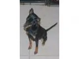 Adopt Little Man a Miniature Pinscher  Mixed dog in Spring TX (1