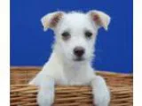 Adopt LOUIS a White Terrier (Unknown Type Small)  Mixed dog in L