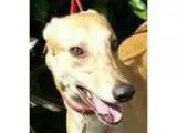 Adopt Hi Noon Warrior (Adoption Pending) a Greyhound