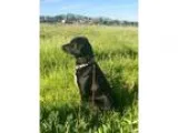 Adopt Dixie a Black - with White Labrador Retriever  Border Coll