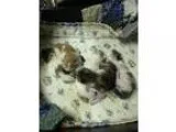 Adopt Geena Ranger a Shih Tzu