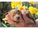 Yorkie Puppy