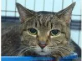 Adopt Cornelia APPLE VALLEY PETCO a Tabby - Brown