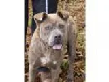 Adopt Rogue a Chow Chow