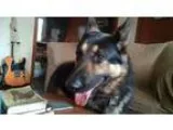 Adopt Cesar a German Shepherd Dog