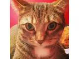 Adopt Whimsy a Brown Tabby Abyssinian (short coat) cat in Toront