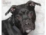 Adopt Gucci a Boxer Terrier
