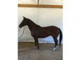 Nine years old quarter horse mare for sale