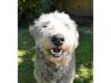 Adopt Gabby a Irish Wolfhound Terrier