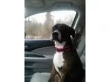 Adopt Casey a Boxer