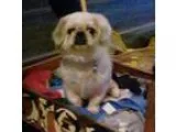 Adopt Oreo a TanYellowFawn Pekingese  Mixed dog in Mobile AL (15