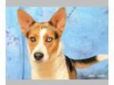 Adopt Lindsey a Shepherd Australian Shepherd