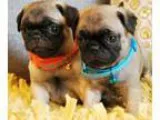 Jueids pug puppies for new homes