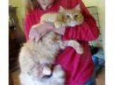 Adopt Ripley a Orange or Red Domestic Mediumhair  Mixed cat in W