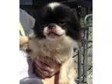 Adopt June a Black - with White Japanese Chin  Mixed dog in Newb