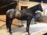 Handsome Dark Brown TB for sale