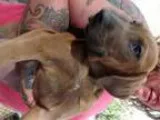 Adopt Dinky a Doberman Pinscher