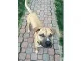 Adopt Jasper a Boxer