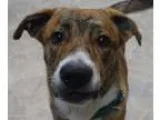 Adopt Frederick a Shepherd