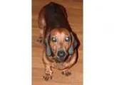 Adopt April a Miniature Pinscher Weimaraner