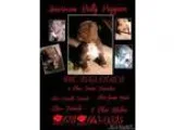 U.K.C. Registered American Bully puppies...