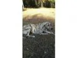 Adopt Holly a Brindle - with White Great Pyrenees  Boxer  Mixed 