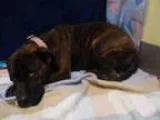 Adopt MIA a Presa Canario