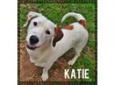 Adopt Katie a White - with Tan Yellow or Fawn Basset Hound  Labr