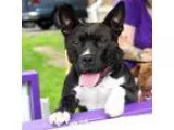 Adopt Diamond a Black American Pit Bull Terrier  Staffordshire B