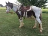 Buckskin White gelding horse for sale