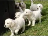 Agreeable m quotf labrador puppies