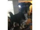 Adopt Mr Peabody a Schnauzer Basset Hound