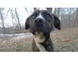 Adopt bones a Pit Bull Terrier Boxer