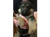 Ujuegda German Shepherd puppies for all
