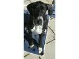 Adopt Violet a Great Dane  Mixed dog in Cumming GA (15302872)