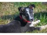 Adopt Taylor a Tricolor (TanBrown and Black and White) Australia