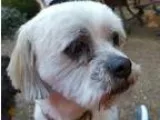 Adopt Banksy a White Shih Tzu  Mixed dog in Memphis TN (15303147