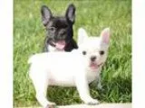 Anada french bulldog puppies