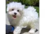 Utilitarian Maltese Puppies Ready For Sale