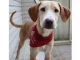 Adopt Safra a Labrador Retriever  Carolina Dog  Mixed dog in Was