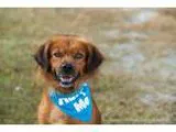 Adopt Charlie a RedGoldenOrangeCh estnut Irish Setter  Mixed dog