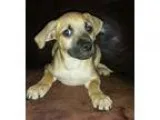 Adopt The Land Before Time a TanYellowFawn - with Black Boxer  J