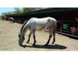 10 yr old Gelding for sale
