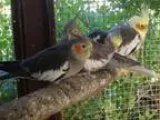 Adopt Cockatiels (6) a Cockatiel