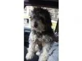 Adopt Stuart a Poodle (Miniature)  Standard Schnauzer  Mixed dog
