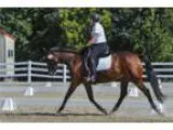 2010 OLDTB Mare -NEW VIDEO Forward light and FUN