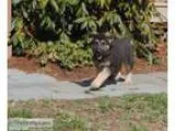 German Shepherd puppies
