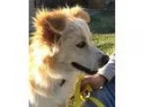 Adopt Zane-ADOPTION PENDING a Golden Retriever Border Collie